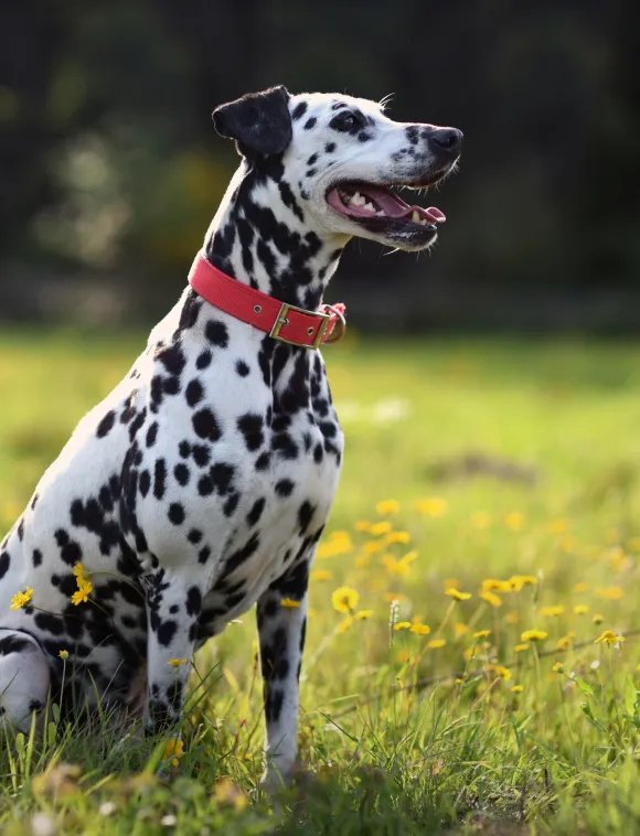 Lagrand_Venta de departamentos en
Torreón_Dog park